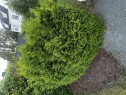 IMG 2907 Klippe hekk