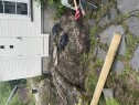 Image Platting 10 kvm på fjellgrunn