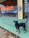 Transport av hund og eier fra Oslo til Trondheim