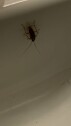 IMG 1268 Skadedyrkontroll kakerlakk