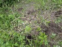 20250603 201231 Fjerne syrintre rot