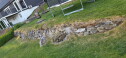 IMG 20250612 120354 Forskaling og støp av mur