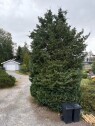 Thumbnail image0 Felling av trær på tomt