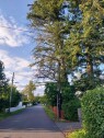 20250925 Rydding av greiner i to grantrær