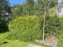 Image Beskjære toppen av en tujahekk, ca 30m lang.