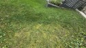 20250802 151410 Mosefjerning på gressplen