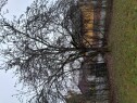 20241108 141453 Trefelling, oppkapping og stubbefresing.
