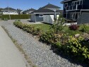 IMG 9030 Fjerning av hekk