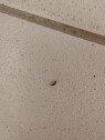 IMG20250508225120 Drepe sølvkre og skjeggkre