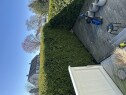 Image Trimme Toppen av Hekk