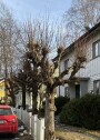 Renbeskjæring 4 popler Tåsen, Oslo
