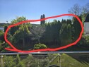 20250515 103947 Halvere/trimme tuja hekk