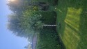 20250817 174427 Fjerne tre i hagen, forme tuja, fjerne busk