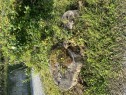 IMG 2271 Stubbefres