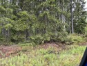 IMG 0375 Rydding av skog på ei tomt